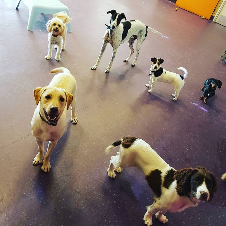 Dog Day Care Washington