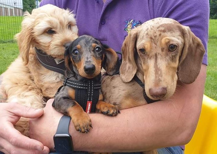 Puppy Socialisation Clubs